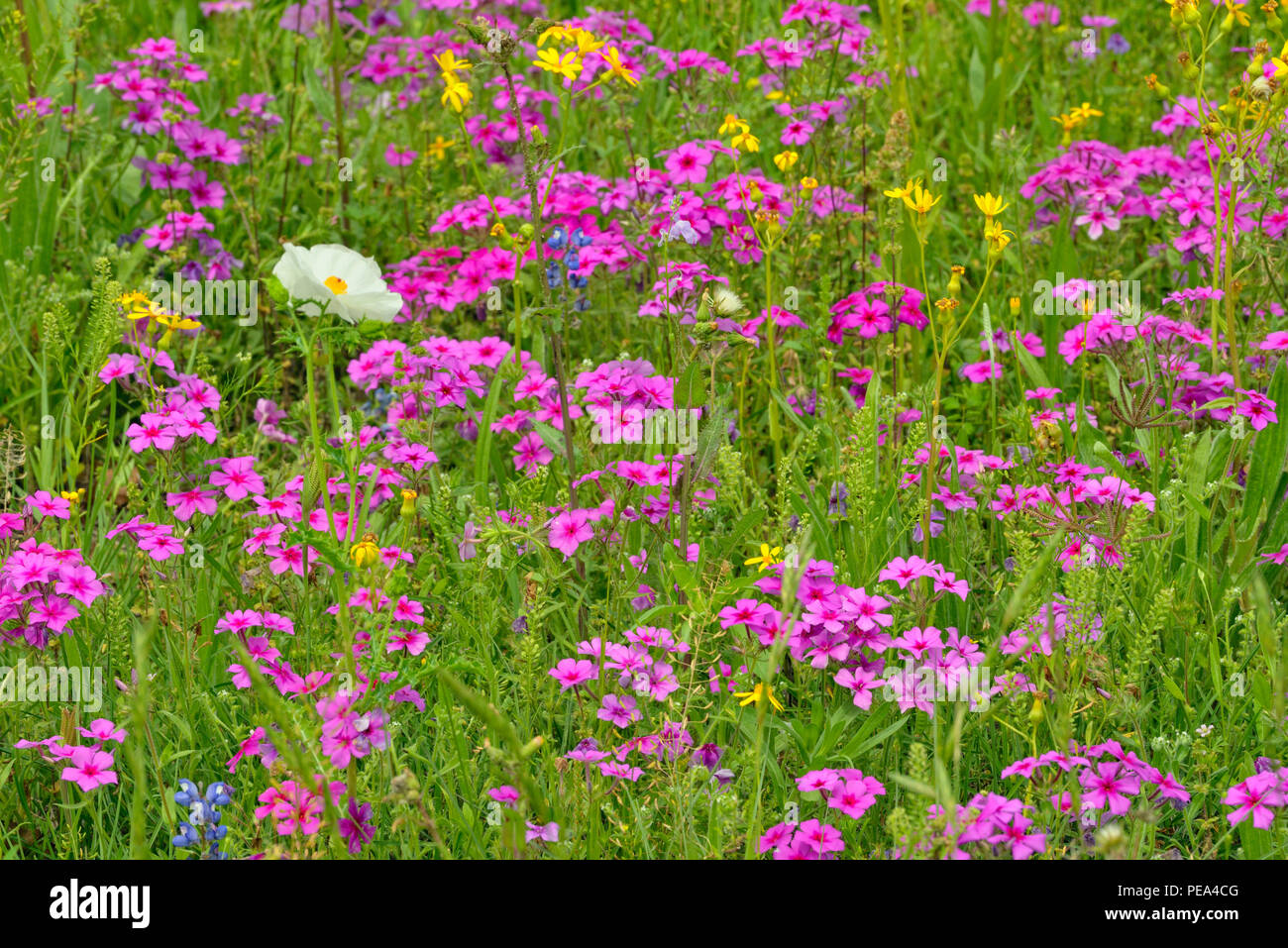 Texas wildflowers in bloom- Prickly poppies (Argemone spp.) and phlox, Floresville, Texas, USA Stock Photo