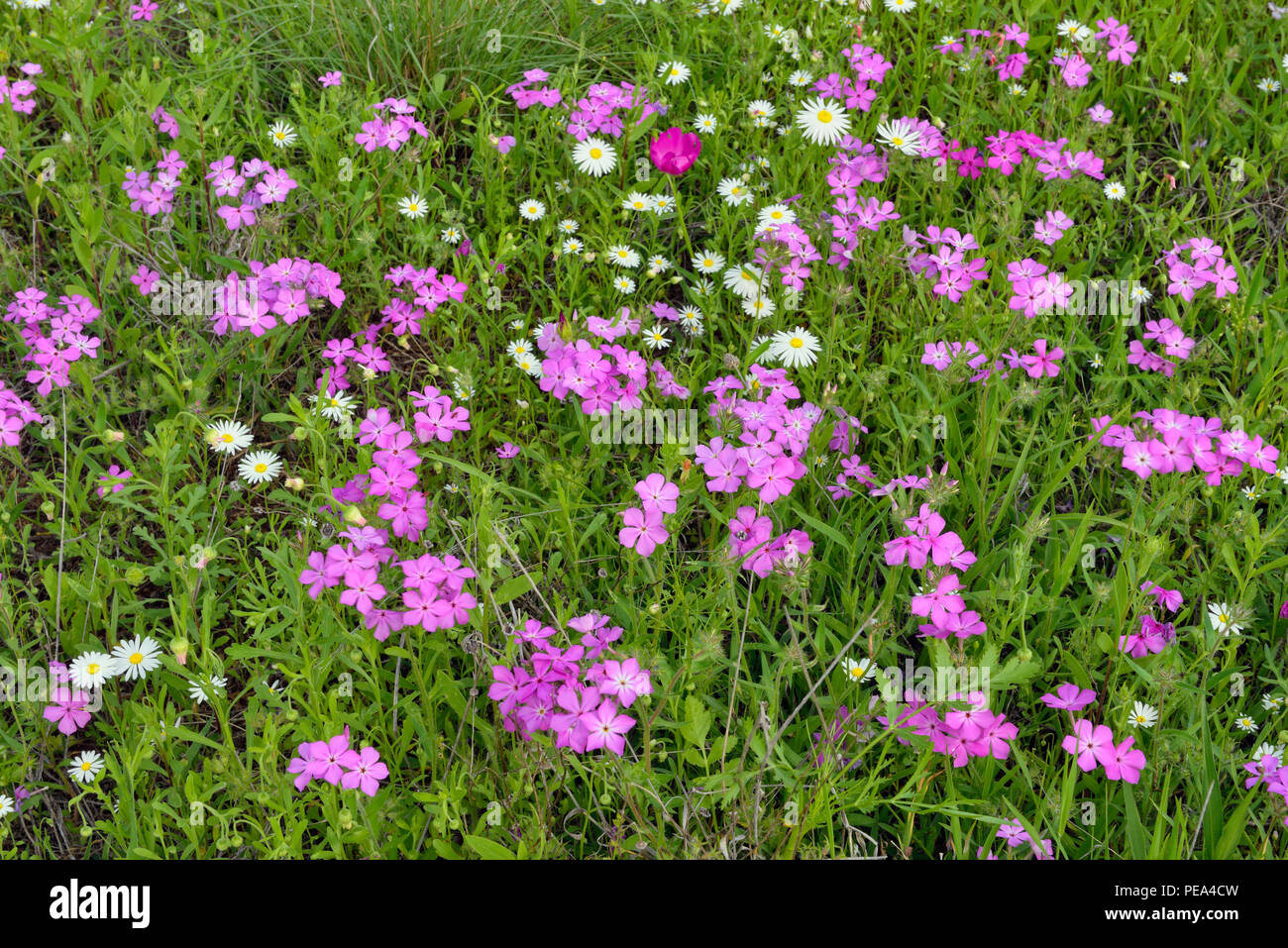 Roadside wildflowers featuring phlox, daisy and winecup, Llano County, Texas, USA Stock Photo