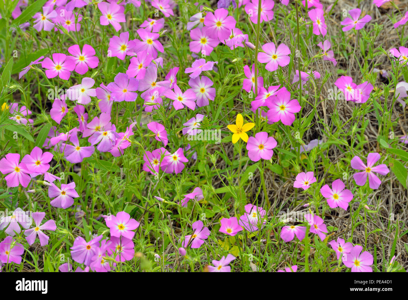 Roadside wildflowers in bloom- phlox and Texas star, Burnet County, Texas, USA Stock Photo