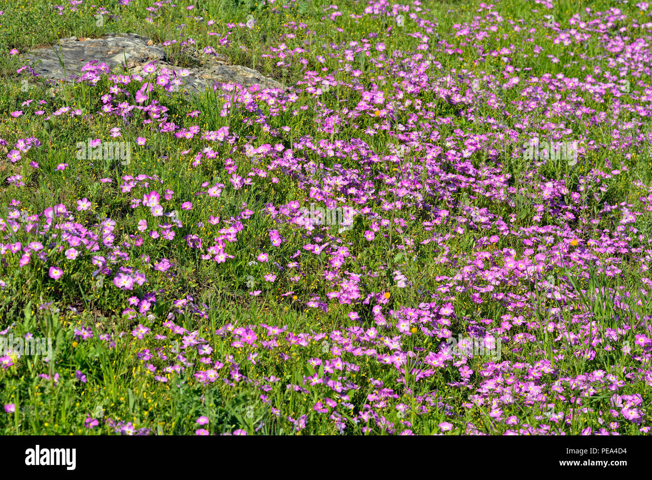 Flowering phlox near roadside, Hwy 46 near New Braunfels, Texas, USA Stock Photo