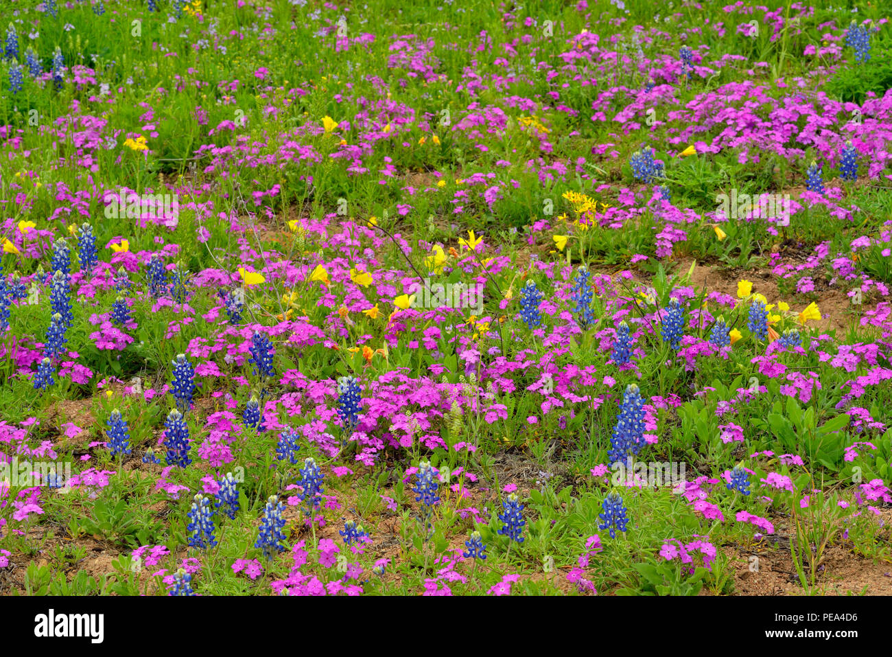 Phlox, primrose and bluebonnets in bloom, Willow City Loop, Gillespie County, Texas, USA Stock Photo