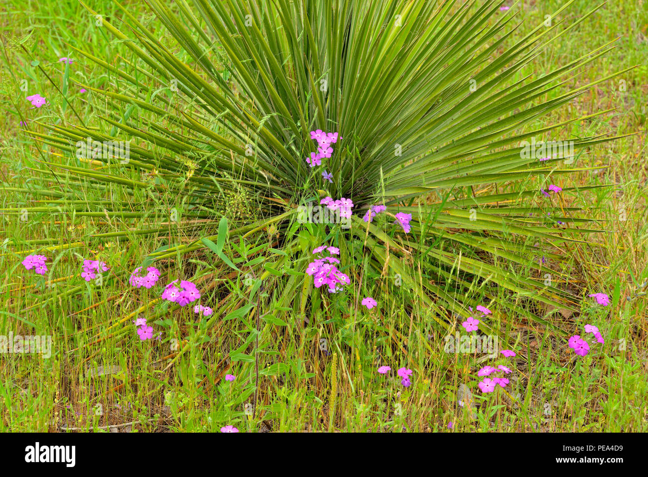 Spring wildflowers in bloom- phlox and yucca, Turkey Bend LCRA, Texas, USA Stock Photo