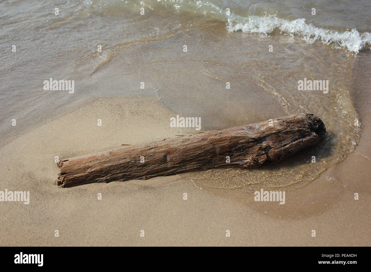 Large piece of driftwood at McKinley Beach at Union Pier, Michigan. Stock Photo