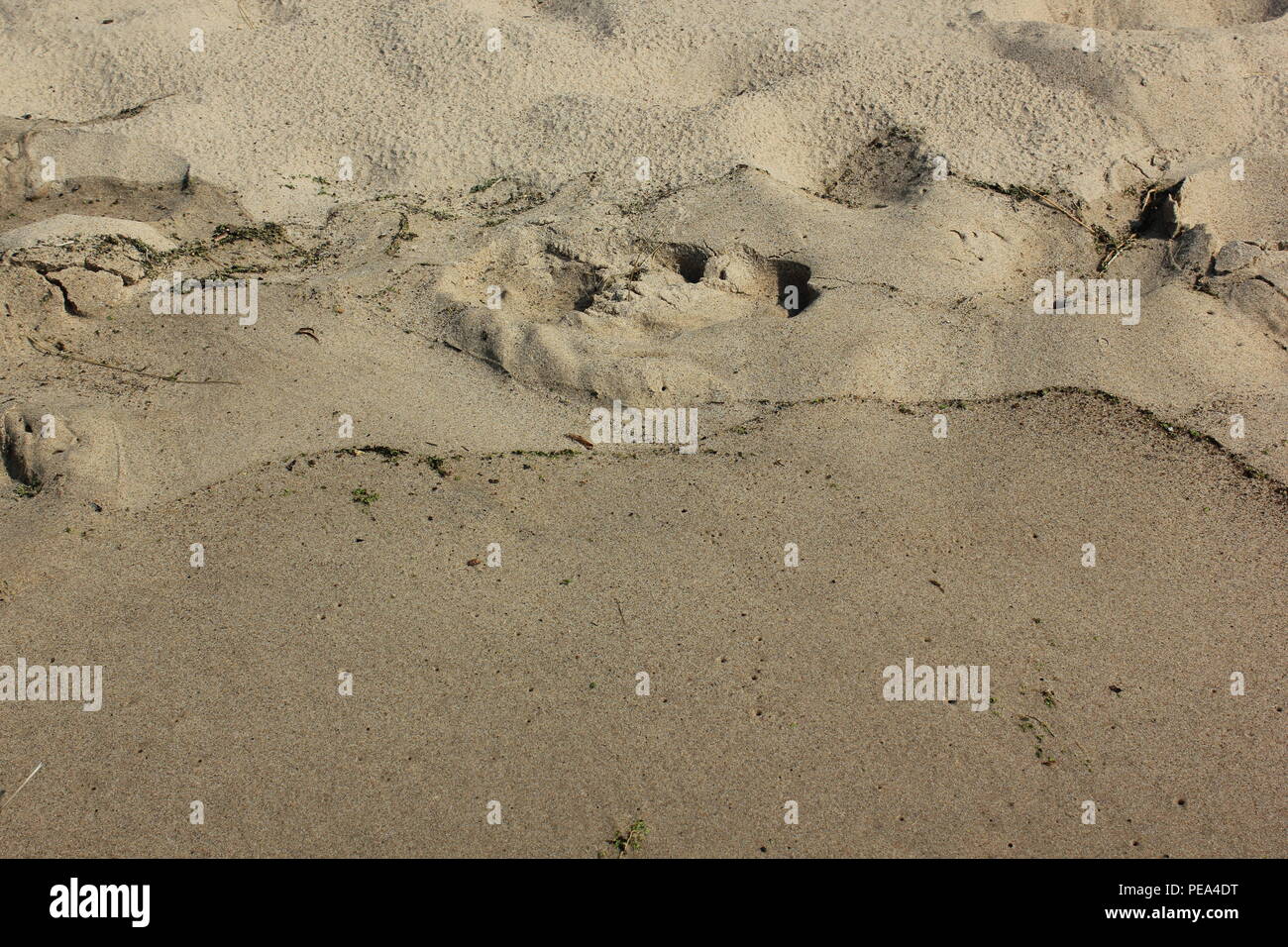 Natural beach sediment and debris at McKinley Beach at Union Pier, Michigan. Stock Photo