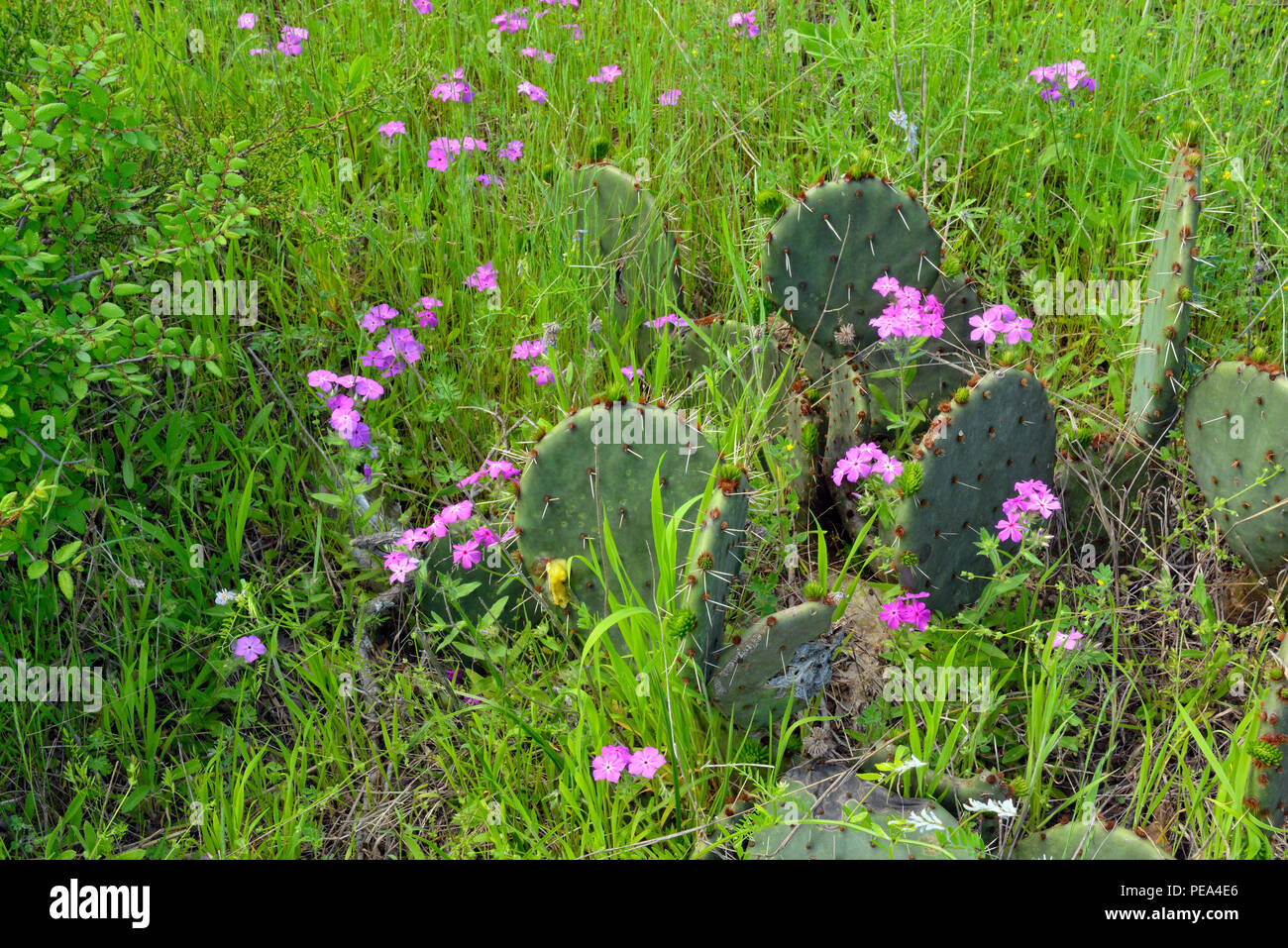Wild Phlox (Phlox spp.) and prickly pear cactus (Opuntia spp.), Turkey Bend LCRA, Texas, USA Stock Photo
