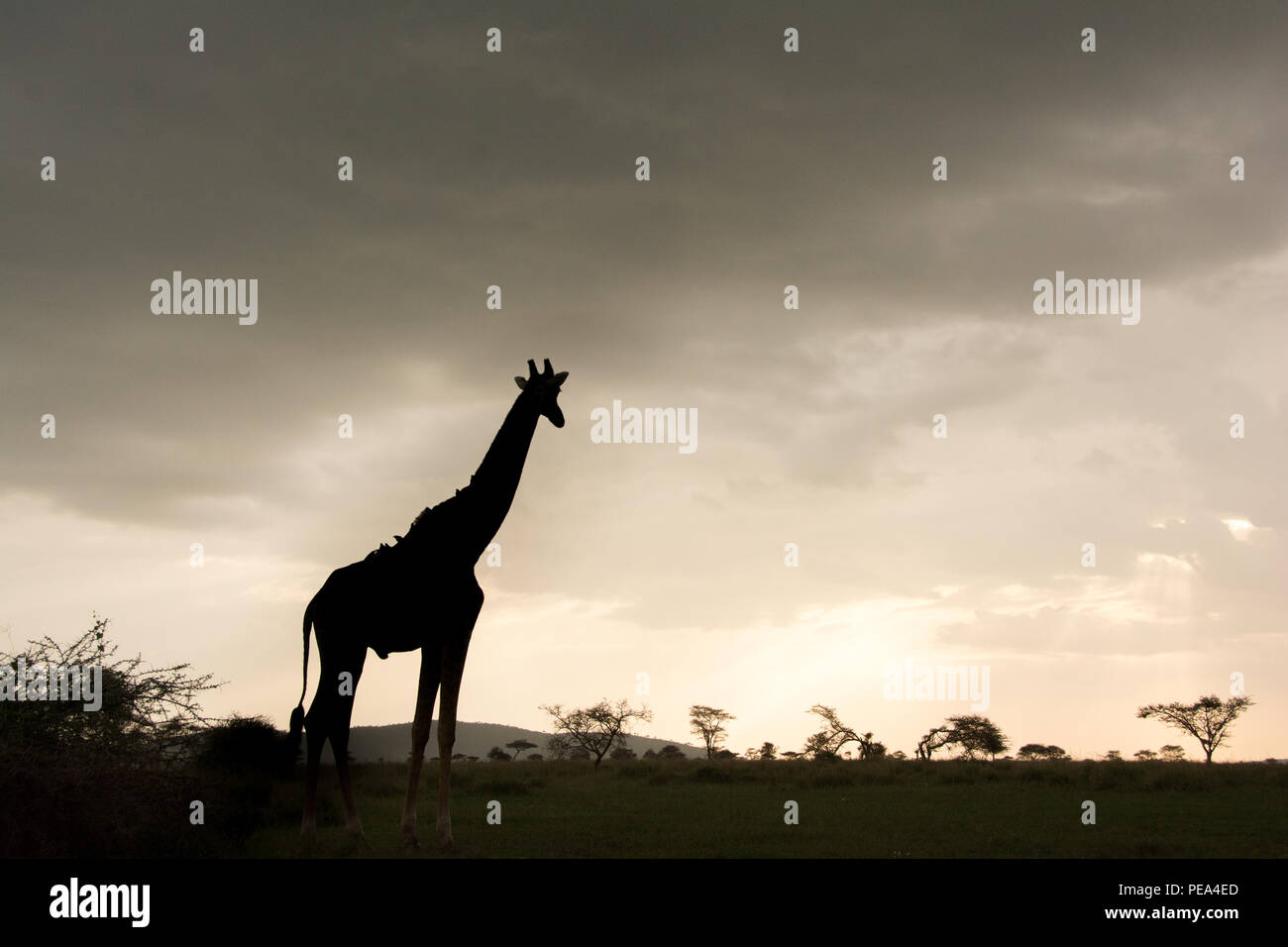 A beautiful Masai giraffe posing in front of a stunning sunset in Serengeti national Park, Tanzania. Stock Photo