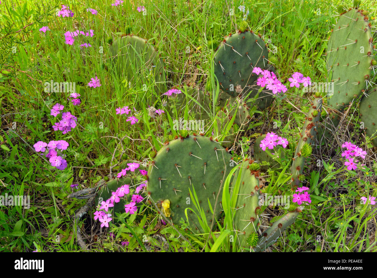 Wild Phlox (Phlox spp.) and prickly pear cactus (Opuntia spp.), Turkey Bend LCRA, Texas, USA Stock Photo