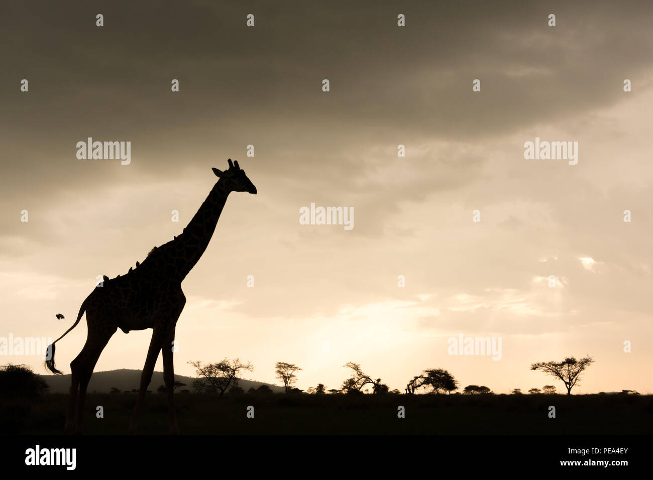 Serengeti animals sunset hi-res stock photography and images - Alamy