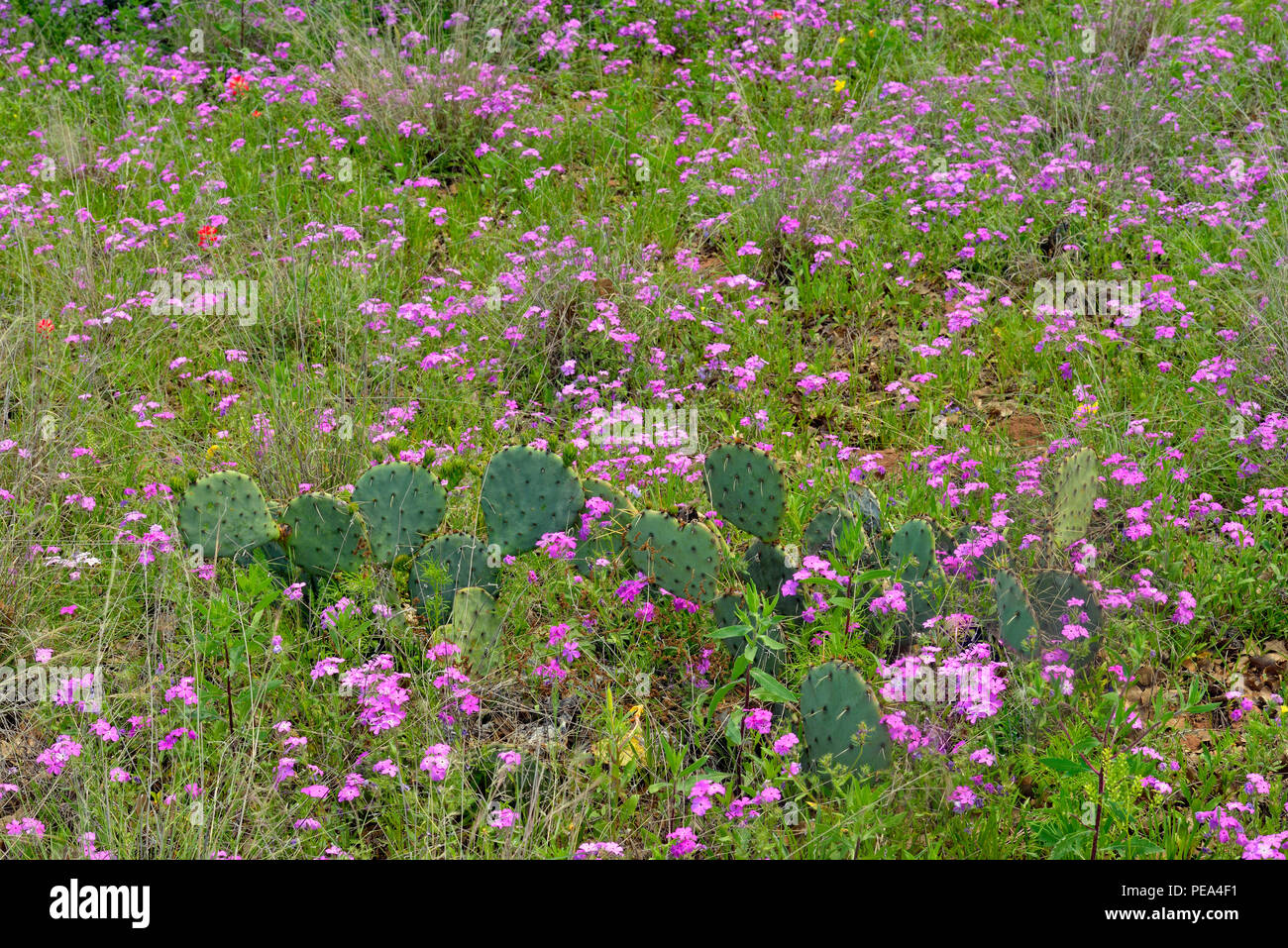 Wild Phlox (Phlox spp.) and prickly pear cactus (Opuntia spp.), Mason County, Texas, USA Stock Photo