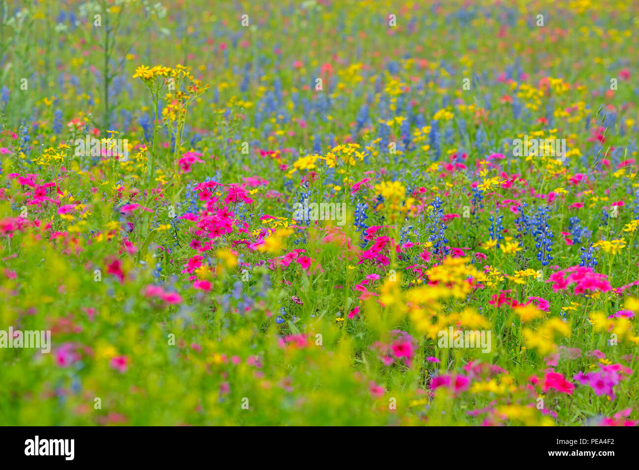 Texas wildflowers in bloom- phlox, bluebonnets, paintbrush in a meadow, Seguin, Texas, USA Stock Photo