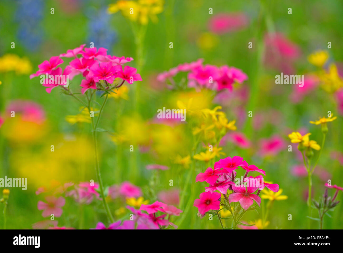 Texas wildflowers in bloom- phlox and groundsel in a meadow, Seguin, Texas, USA Stock Photo