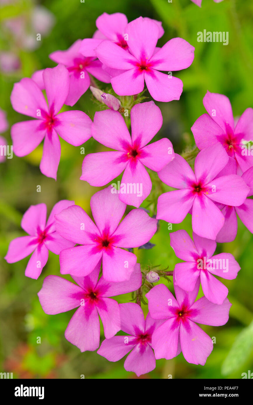 Texas wildflowers in bloom- Pointed Phlox (Phlox cuspidata), Poteet, Texas, USA Stock Photo