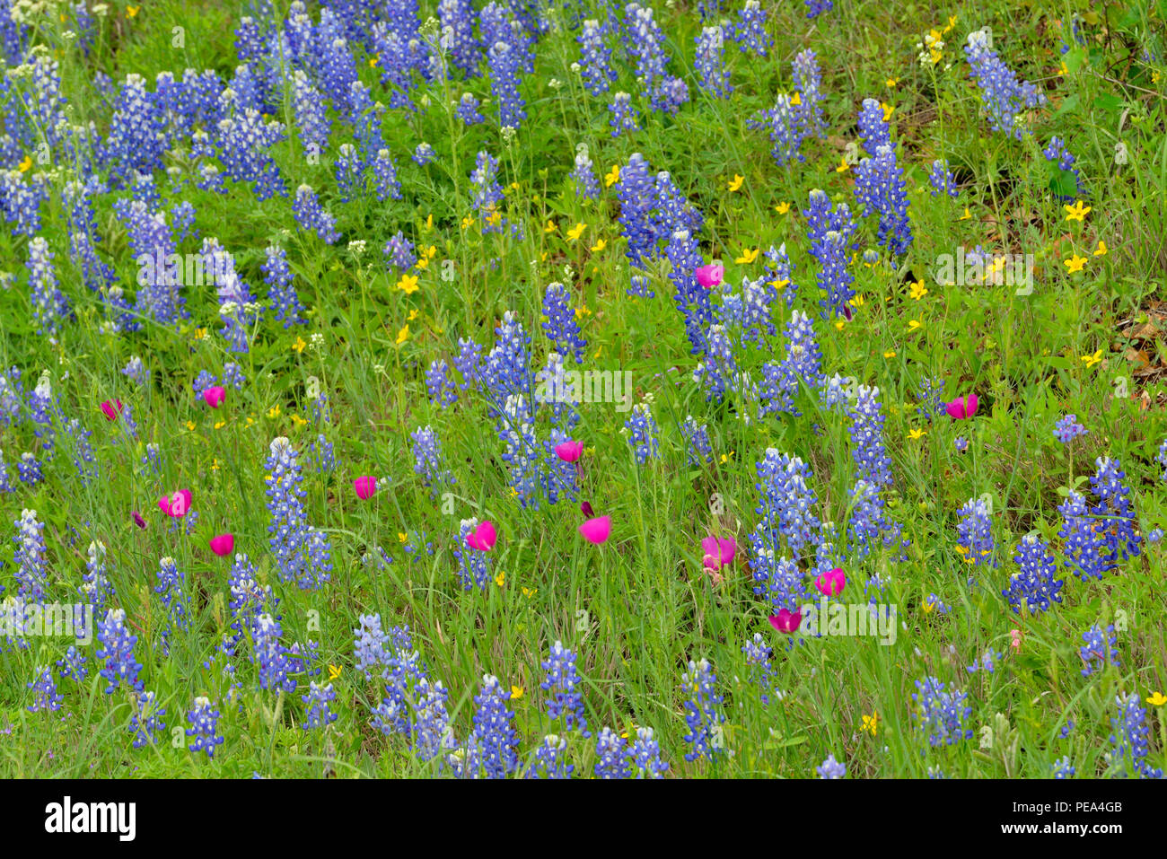 Roadside wildflowers- bluebonnets and winecup, Burnet County, Texas, USA Stock Photo