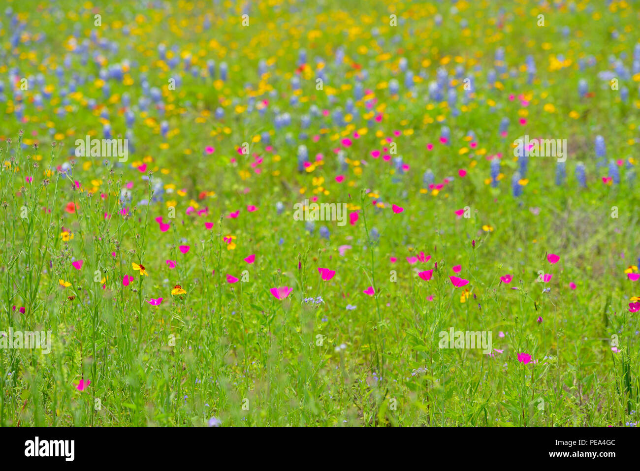 Roadside wildflowers featuring Winecup (Callirhoe sp.), Mason County, Texas, USA Stock Photo