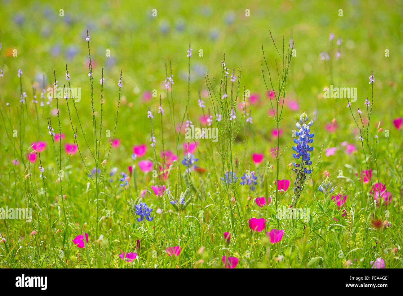 Roadside wildflowers featuring Winecup (Callirhoe sp.), Mason County, Texas, USA Stock Photo