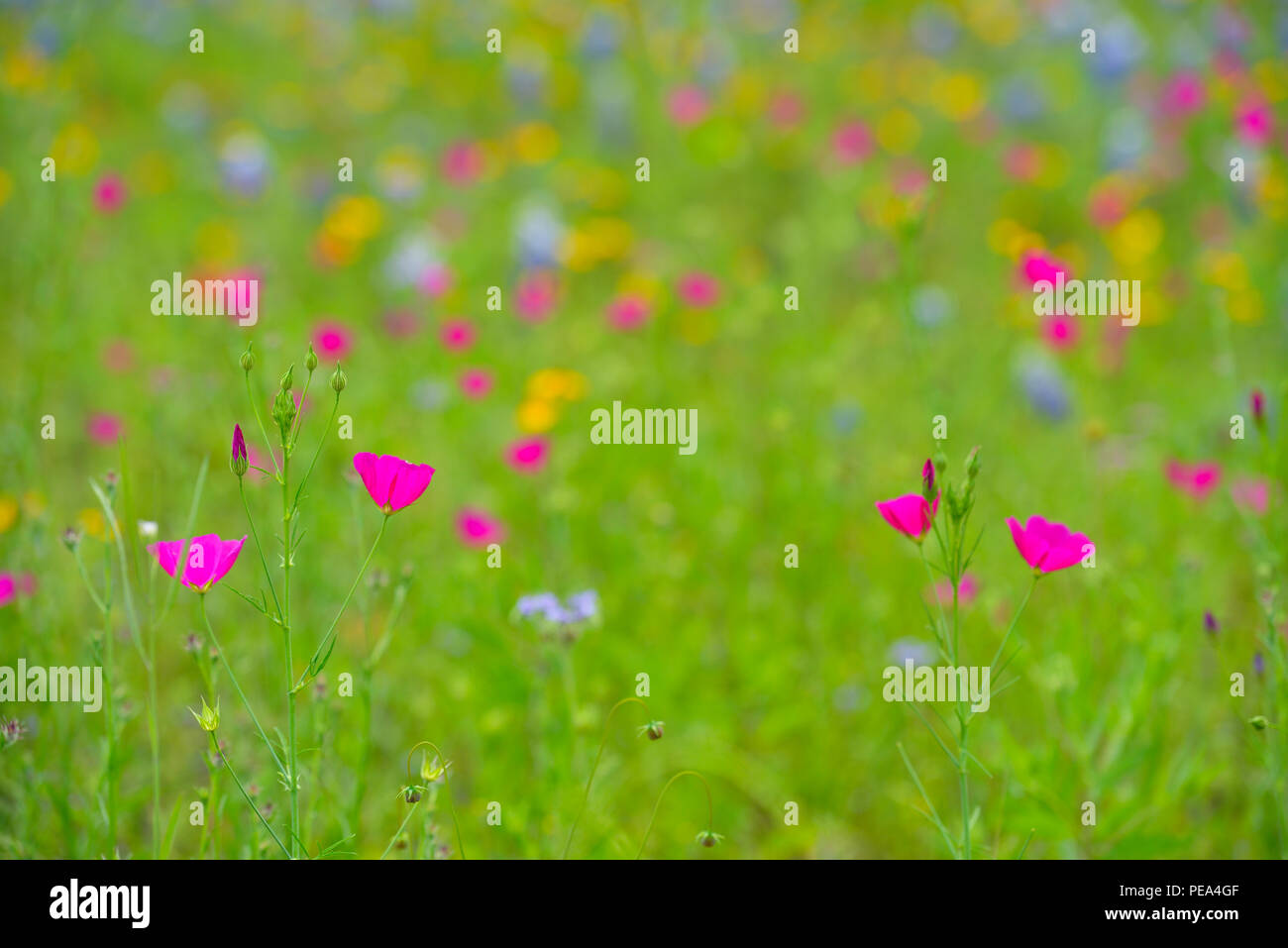 Roadside wildflowers featuring Winecup (Callirhoe sp.), Mason County, Texas, USA Stock Photo