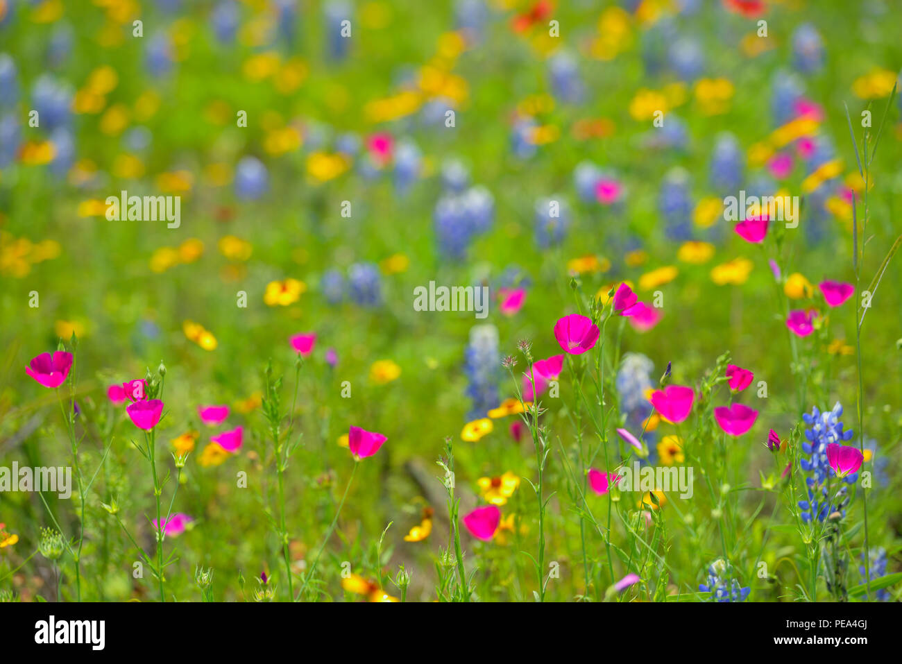 Roadside wildflowers featuring Winecup (Callirhoe sp.), greenthread and bluebonnet, Mason County, Texas, USA Stock Photo