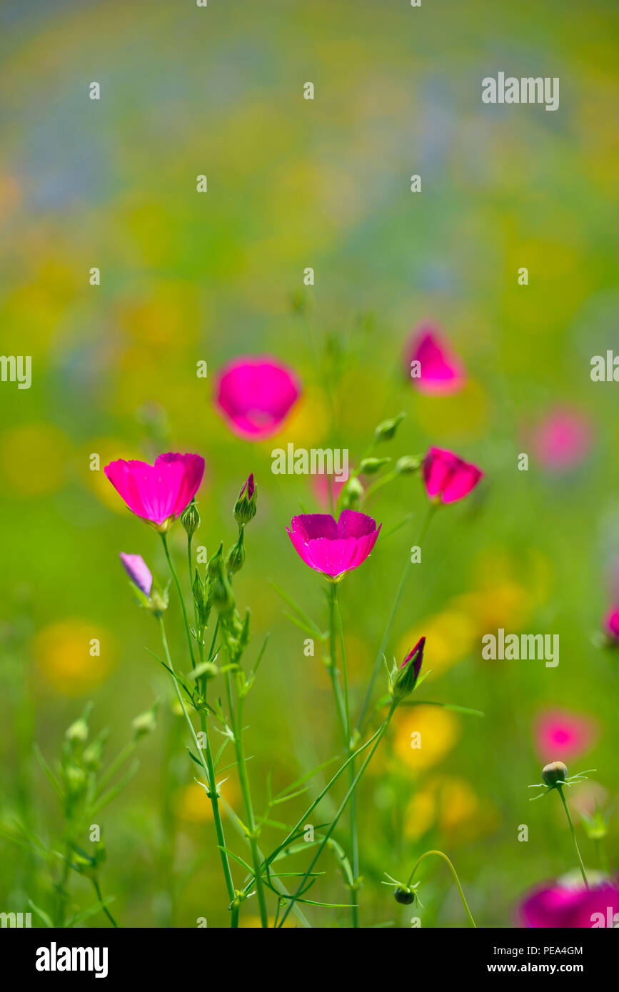Roadside wildflowers featuring Winecup (Callirhoe sp.), greenthread and