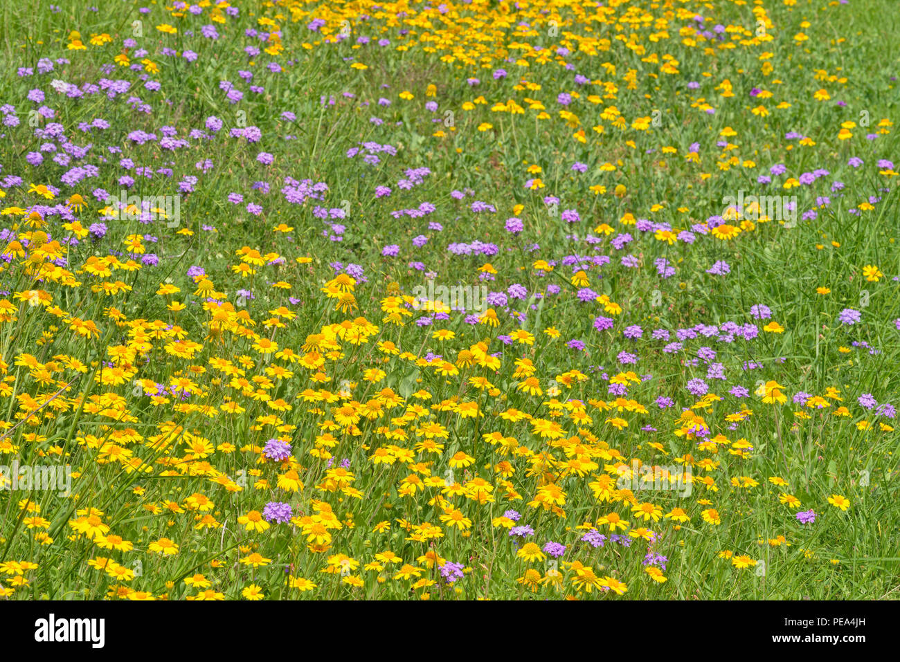 Huisache daisy (Amblyolepis setigera) and Prairie verbena (Glandularia bipinnatifida), Marble Falls, Texas, USA Stock Photo