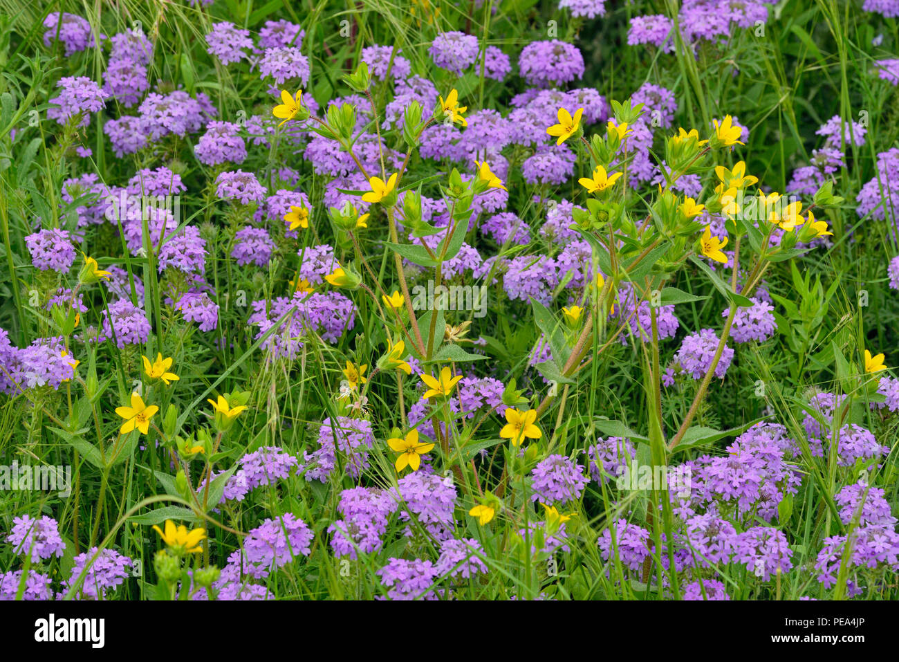 Roadside wildflowers- Prairie verbena (Glandularia bipinnatifida) and Texas Star (Lindheimera texana), Burnet County, Texas, USA Stock Photo