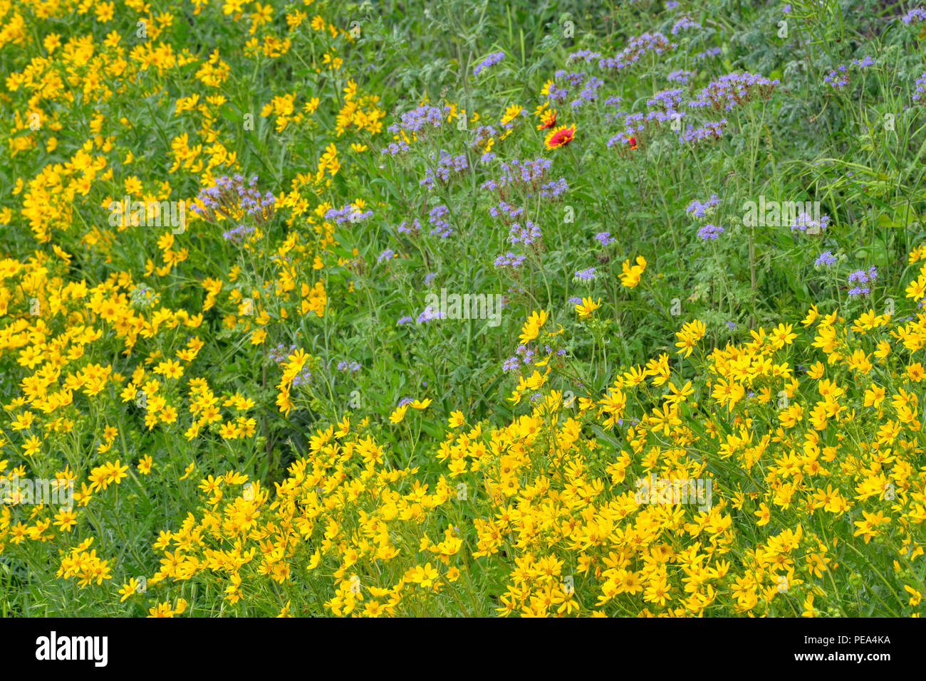 Roadside wildflowers- Engelmann daisy (Engelmannia peristenia) and Caterpillars (Phacelia congesta), Burnet County, Texas, USA Stock Photo