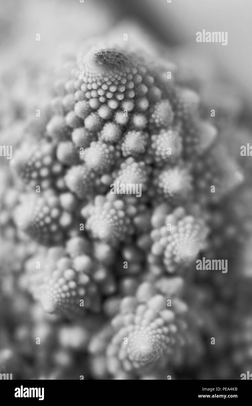 A black and white, macro view of a Romanesco broccoli flower bud. Stock Photo