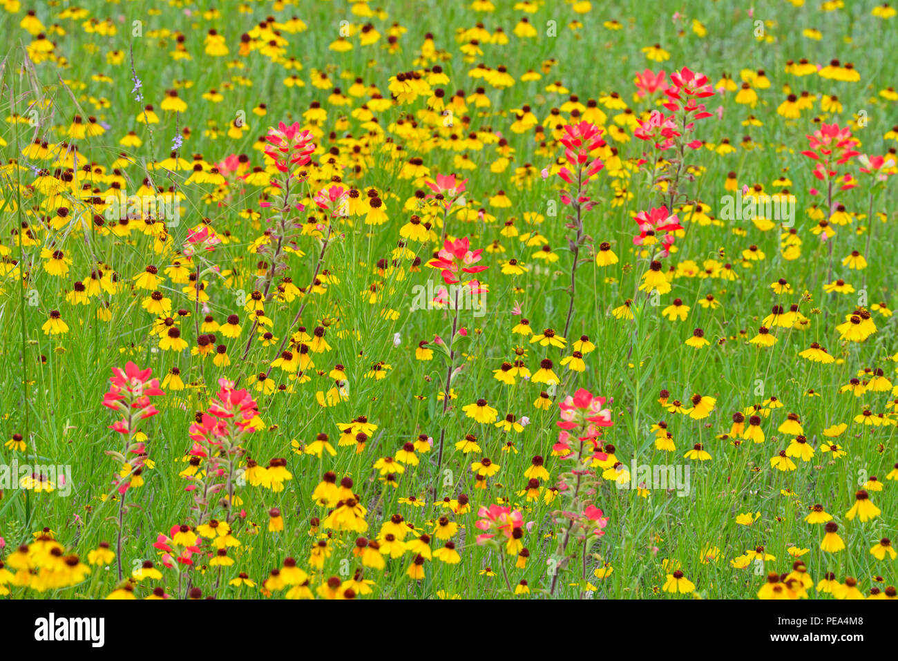 Spring wildflowers- Brown Bitterweed (Helenium badium), Texas paintbrush, Marble Falls, Texas, USA Stock Photo