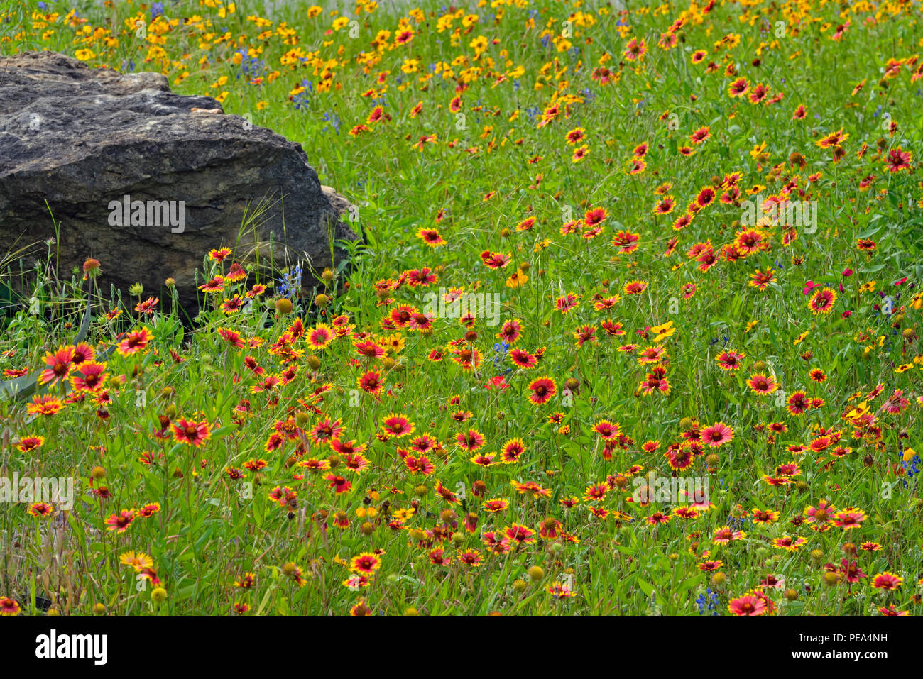 Texas native wildflowers hi-res stock photography and images - Alamy
