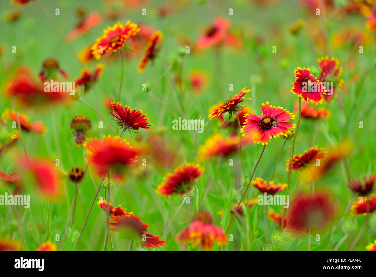 Indian blanket/Firewheel (Gaillardia pulchella), Marble Falls, Texas, USA Stock Photo Alamy