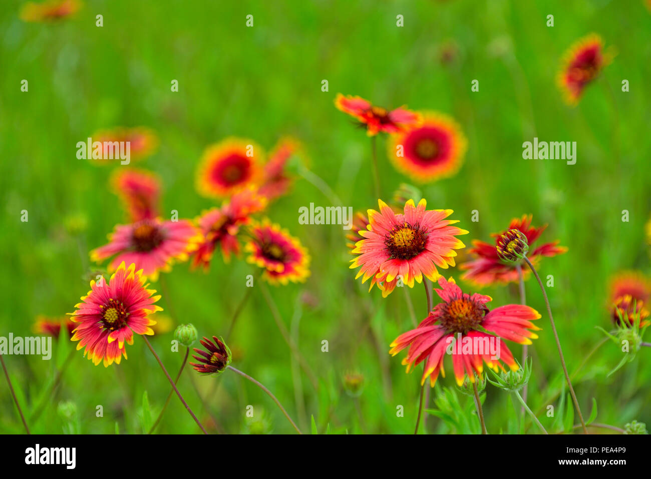 Indian blanket/Firewheel (Gaillardia pulchella), Marble Falls, Texas, USA Stock Photo Alamy