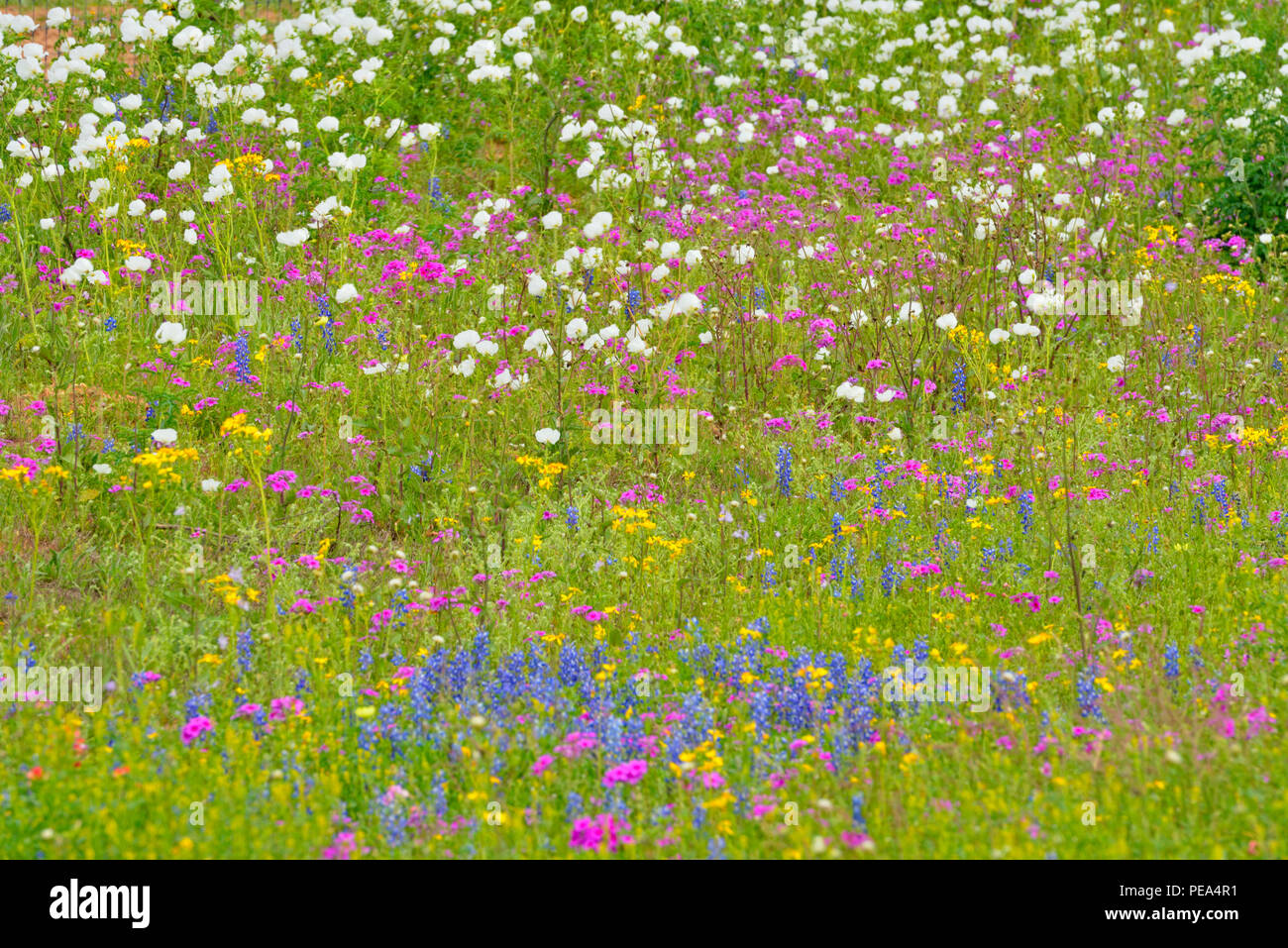 Texas wildflowers in bloom- Prickly poppies (Argemone spp.) and phlox, Floresville, Texas, USA Stock Photo