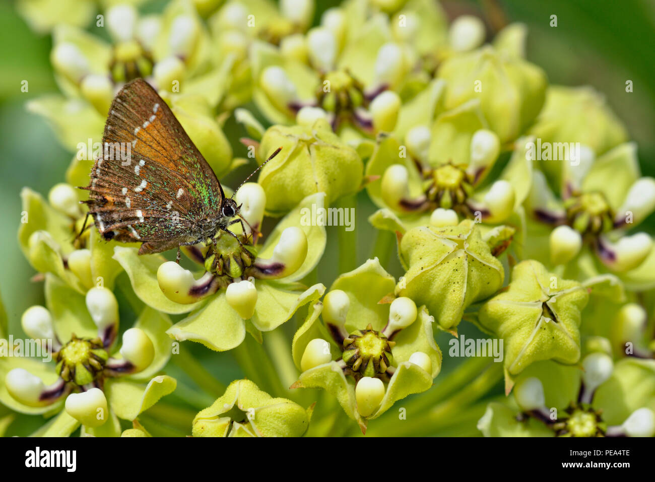Antelope-Horns (Asclepias asperula) and foraging butterfly, Turkey Bend LCRA, Marble Falls, Texas, USA Stock Photo