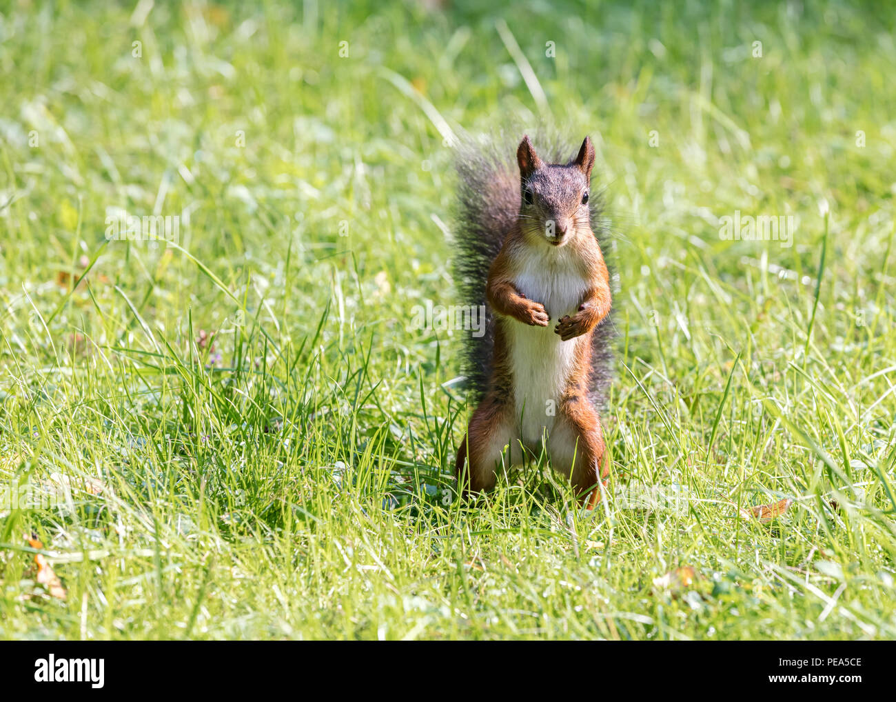 little red squirrel standing in green grass lawn Stock Photo