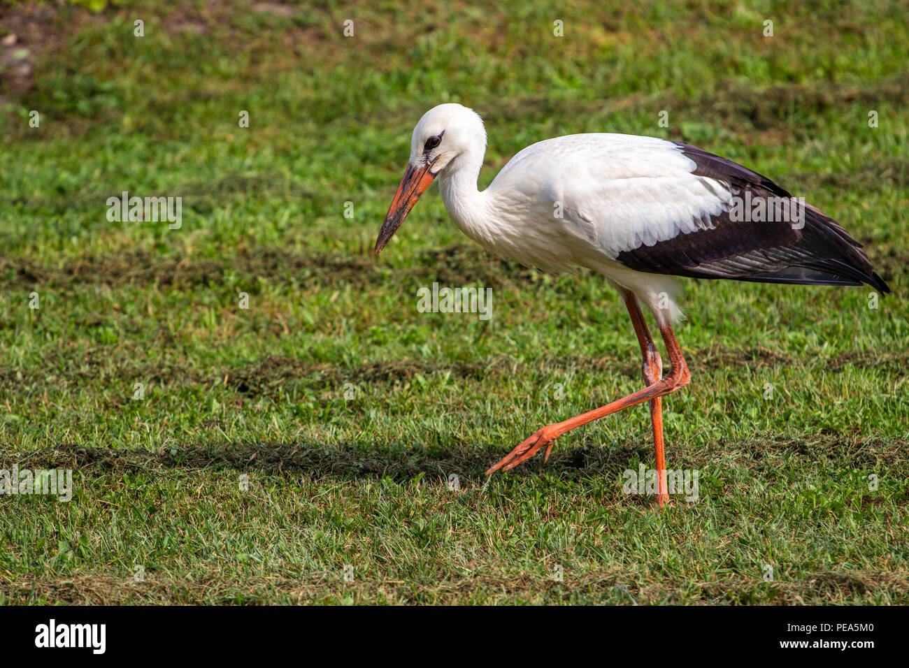 White stork in the green meadow Stock Photo