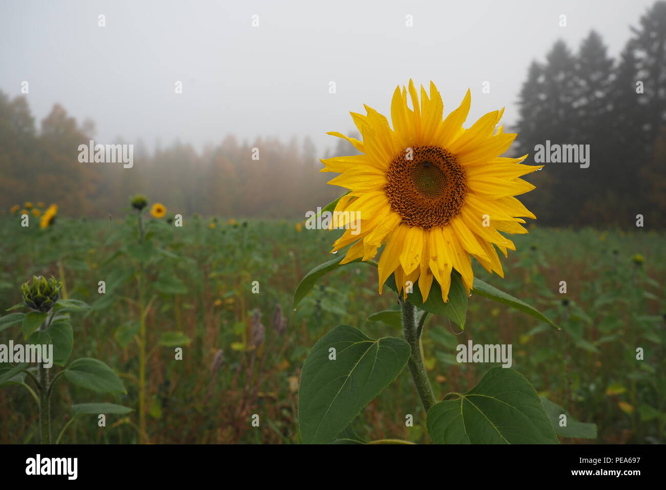 Sunflower field waiting for sun, misty September morning Stock Photo