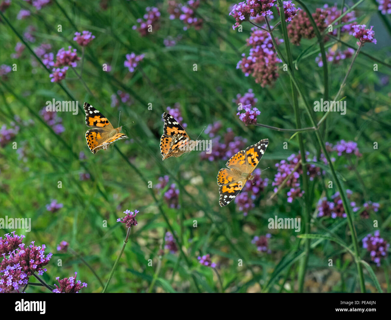 Painted Lady Butterfly Cynthia cardui flight sequence Stock Photo Alamy