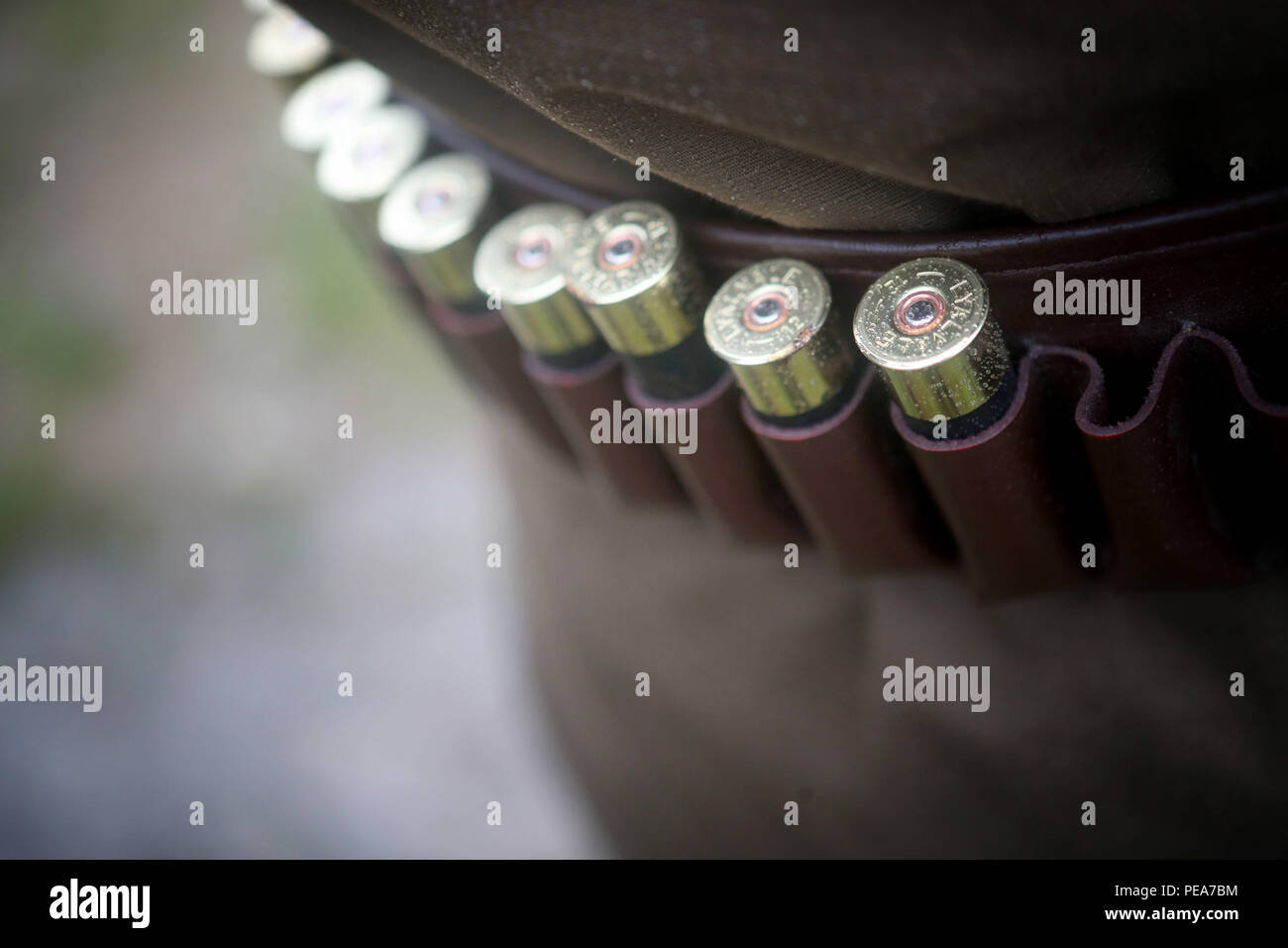 A bullet belt worn by a member of a shooting party on Forneth moor near Dunkeld, Perthshire, as the grouse shooting season gets underway. Stock Photo