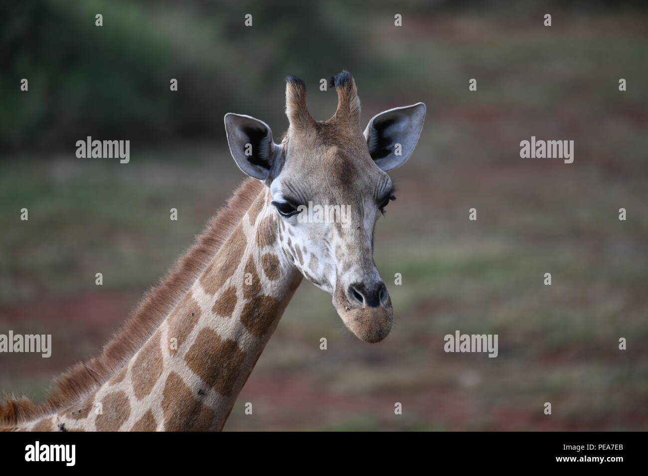 Giraffe Eyes High Resolution Stock Photography and Images - Alamy