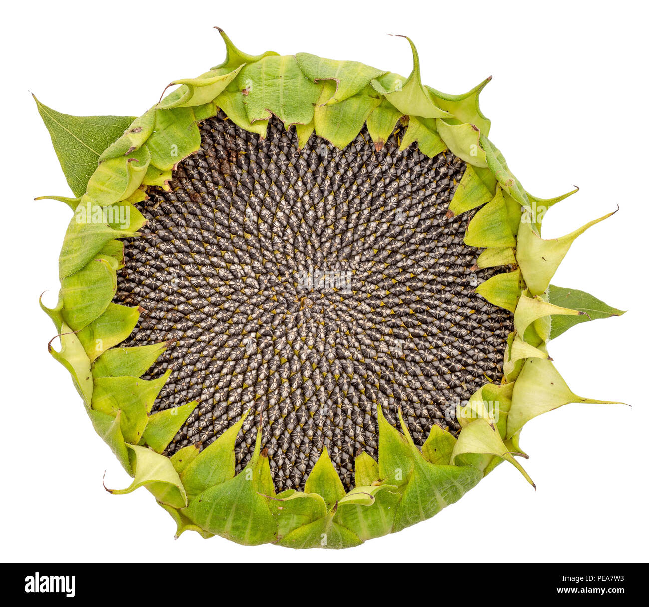 Large seed head Cut Out Stock Images & Pictures - Alamy