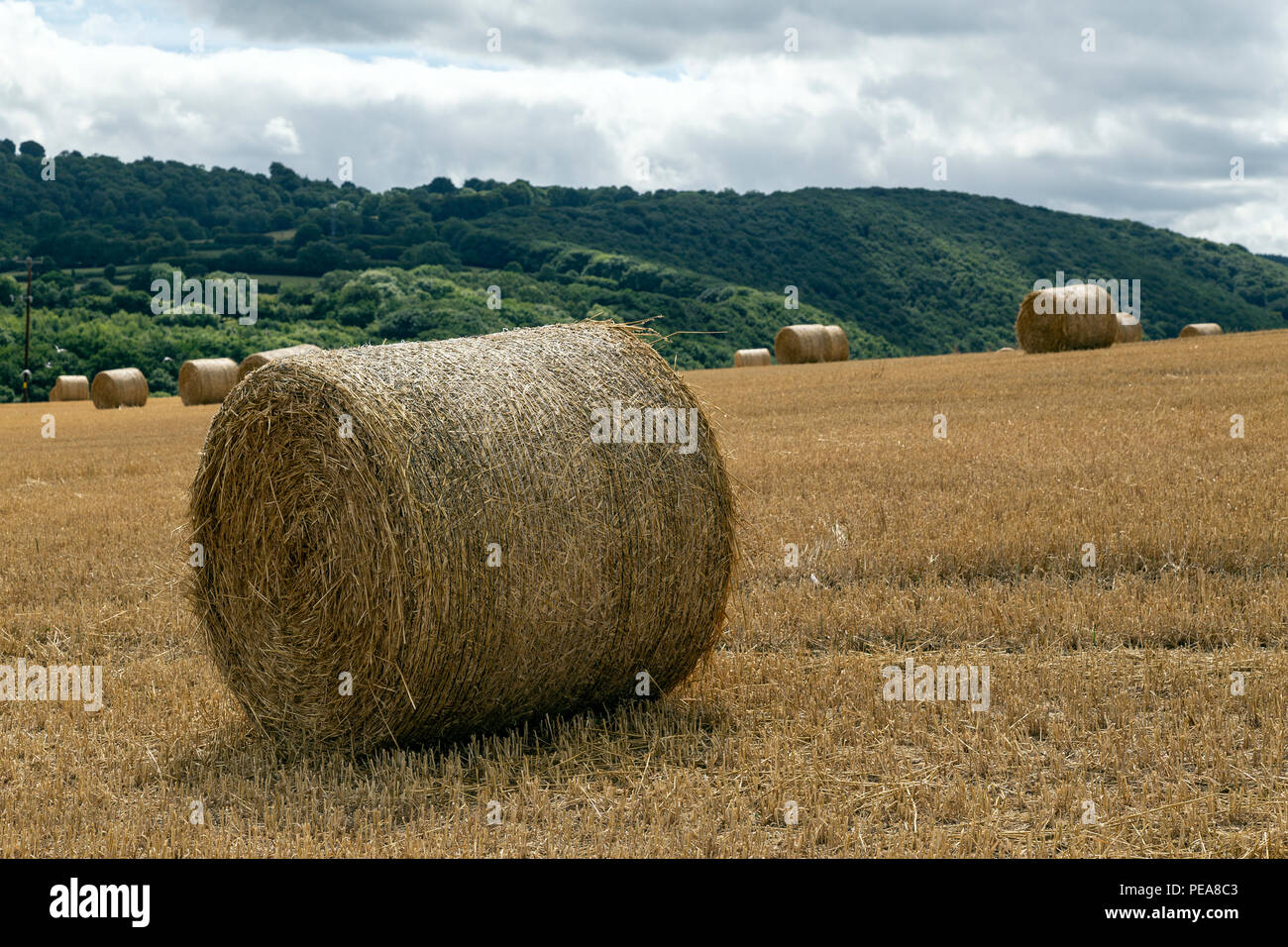 Parched plants hires stock photography and images Alamy