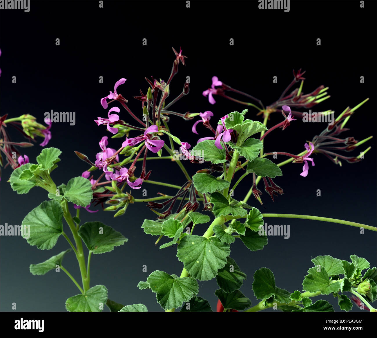 Kapland-Pelargonie, Umckaloabo, Pelargonium, reniforme, Heil-Pelargonie Stock Photo