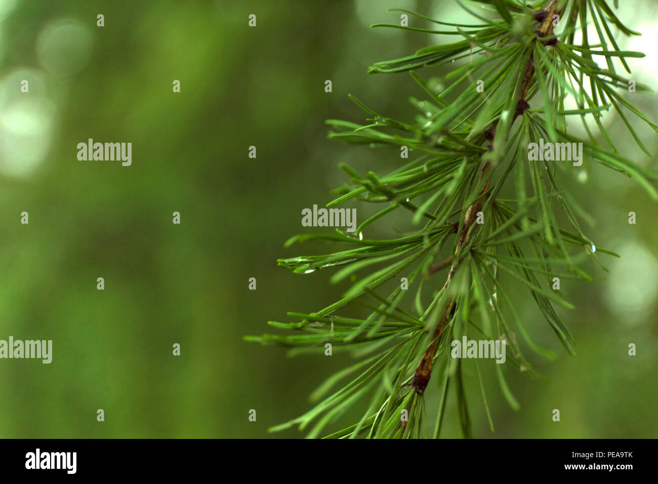 Green branches of larch on blur background. Stock Photo