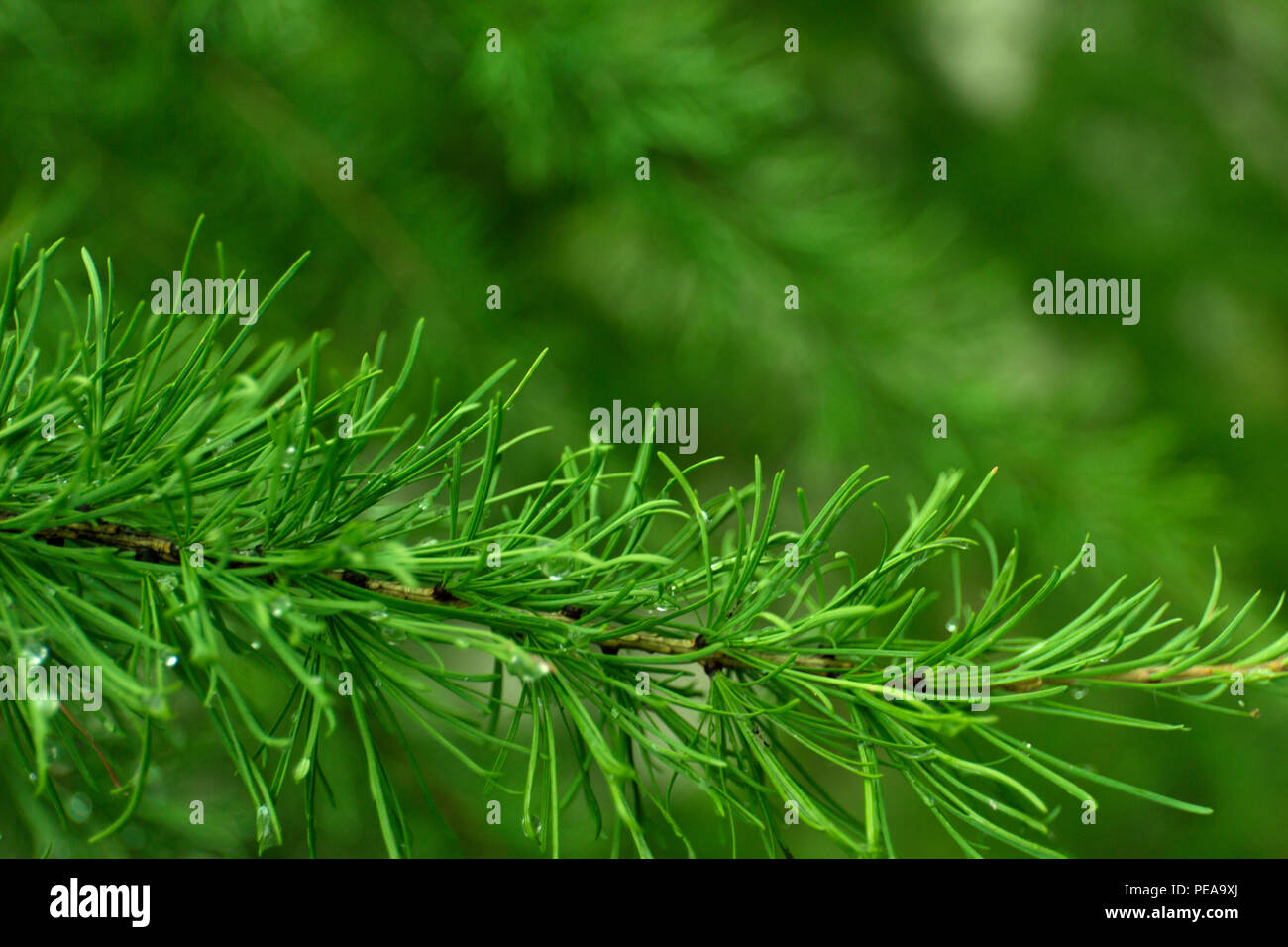 Green branches of larch on blur background. Stock Photo