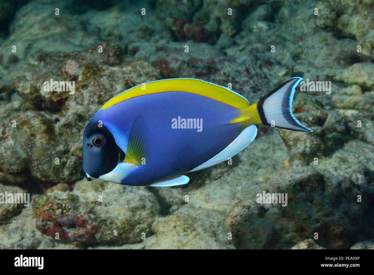 Weißkehl-Doktorfisch, powder blue tang, powder-blue surgeonfish, Acanthurus leucosternon, Malediven, Indischer Ozean, maldives, Indian Ocean Stock Photo