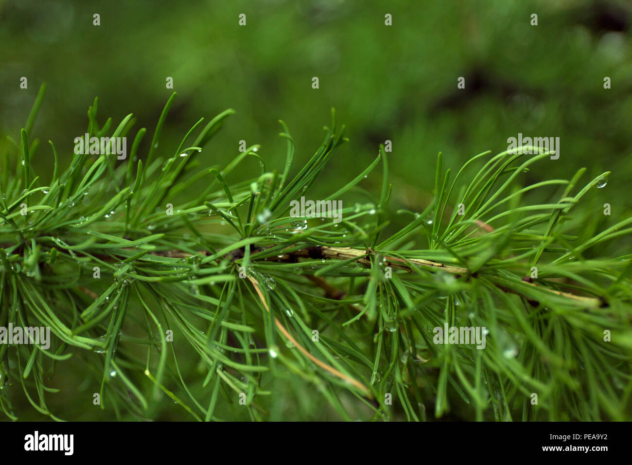 Green branches of larch on blur background. Stock Photo