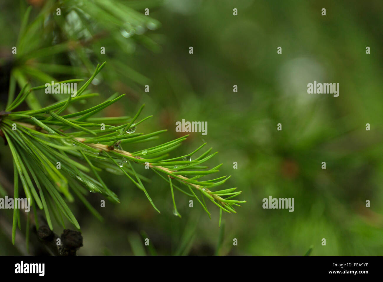 Green branches of larch on blur background. Stock Photo