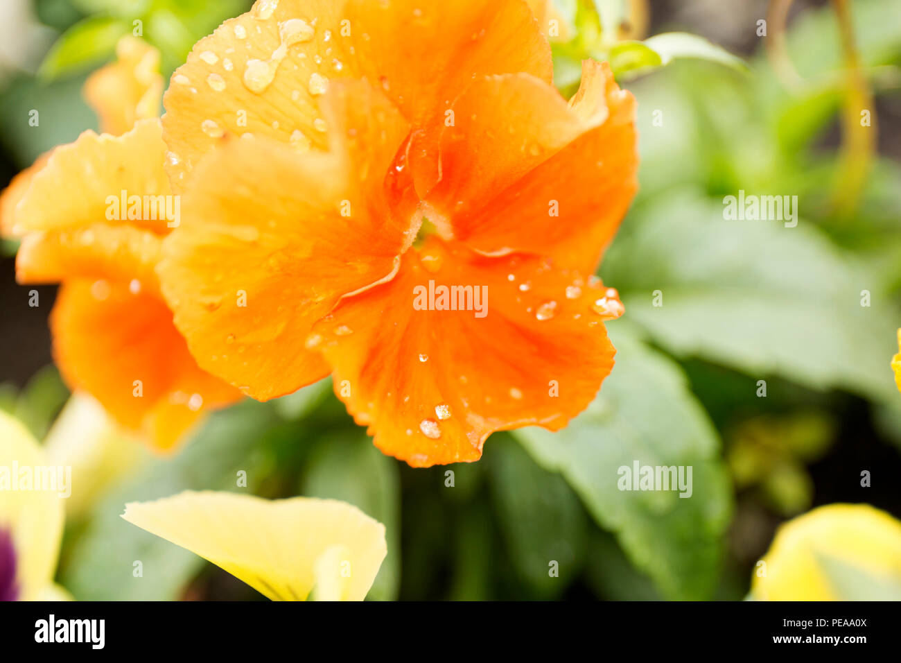 Orange color pansy flower with dew drops on blur background. Stock Photo