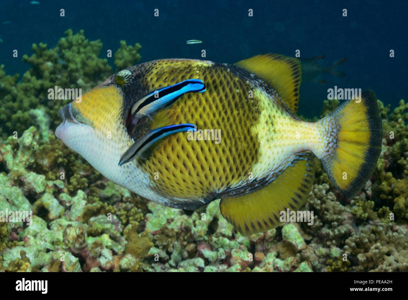 Riesen-Drückerfisch, titan triggerfish, giant triggerfish, Balistoides viridescens, Malediven, Indischer Ozean, maldives, Indian Ocean Stock Photo