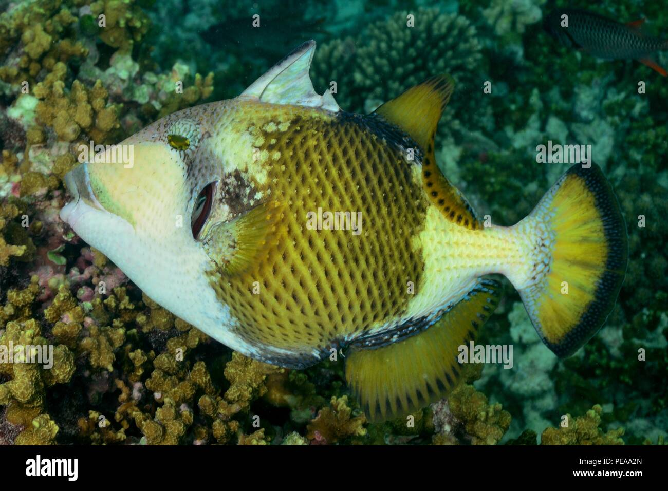 Riesen-Drückerfisch, titan triggerfish, giant triggerfish, Balistoides viridescens, Malediven, Indischer Ozean, maldives, Indian Ocean Stock Photo