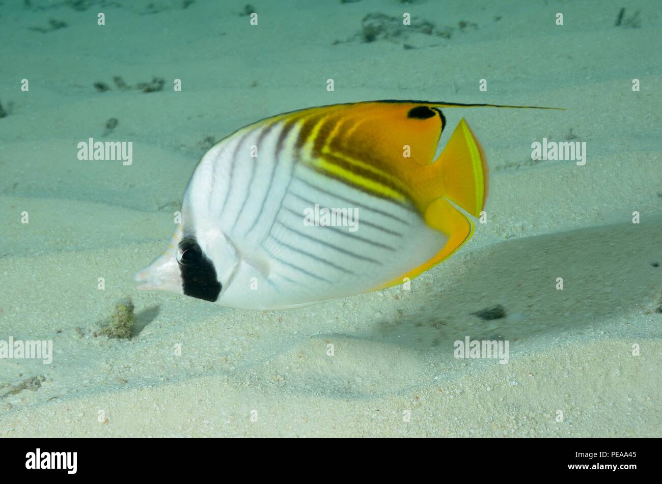 Chaetodon auriga, threadfin butterflyfish,Fähnchen-Falterfisch, Malediven, Indischer Ozean, maldives, Indian Ocean Stock Photo